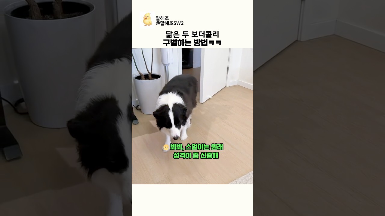 닮은 두 보더콜리 구별하는 방법ㅋㅋ