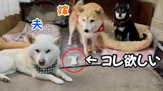 夫白柴の顔色を伺う嫁柴犬が可愛い