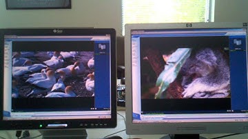 SunRay/VMware View   vs   Citrix XenDesktop