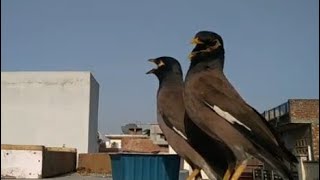 Bird's Live/Live/nature Live/pigeons/sparrow s
