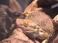 April 2016 Reptile Room(READ DESCRIPTION)