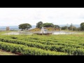 Fazenda Morro Alto - Irrigação Subterrânea de Café