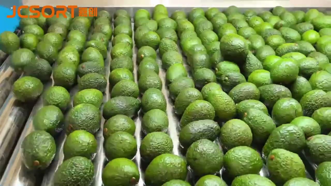 Avocado sorting line, avocado waxing machine, avocado packing line, avocado calibration machine