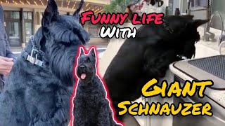 GIANT SCHNAUZER | Funny Life With GIANT SCHNAUZER | 2024 by SCHNAUZERS FRIENDS CLUB 2,943 views 1 year ago 3 minutes, 39 seconds