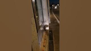 Bobonie walking 5AM