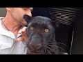 Why Black Leopards Are the BEST | The Lion Whisperer