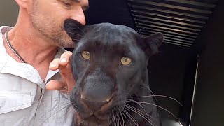 Why Black Leopards Are the BEST | The Lion Whisperer