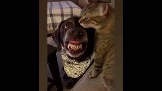 Try not to laugh ? - Funny cats and dogs videos that will make you laugh uncontrollably??