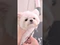 チャームポイントの耳をカットすると。。。 #shorts