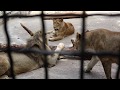 Легендына компания отдыхает, зевает, потом играет))) Зоопарк Сказка. г. Ялта. Крым.