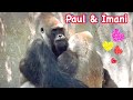 Gorilla’s Love ❤️ Imani and Paul's Love life💕ゴリラのラブライフ💕ポール36歳とイマニ29歳 San Diego Safari Park❤️💠USA