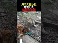 ガラス越しに恋をした猛獣の末路