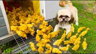 Cute dog met 100 little ducklings