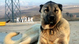 Kangal köpek isimleri#5