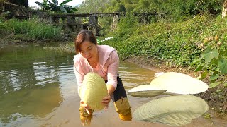 Download Lagu A milky white giant clam appeared in the wild river, and the girl encountered a pearl treasure MP3