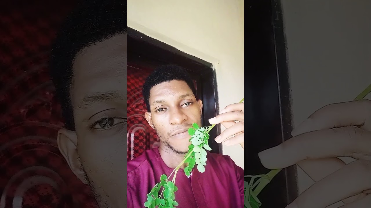 Moringa magic