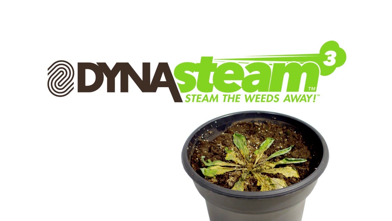 Steam The Weeds Away... and more, with DynaSteam! YouTube