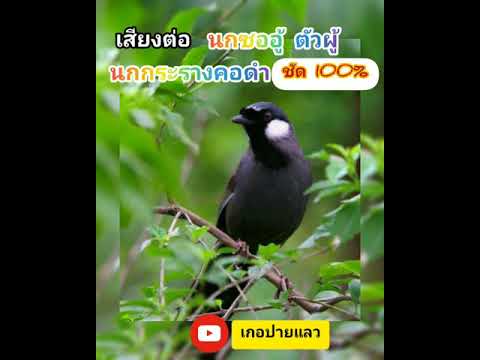 เสียงต่อซออู้ตัวผู้ เสียงนกกระรางตัวผู้ เสียงต่อระดับ ..HD.. ชัด 100%