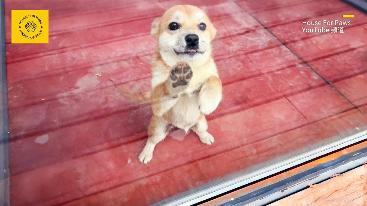 Бродячий щенок, что прежде лишь издали глядел на домашних псов, теперь сам стал объектом зависти