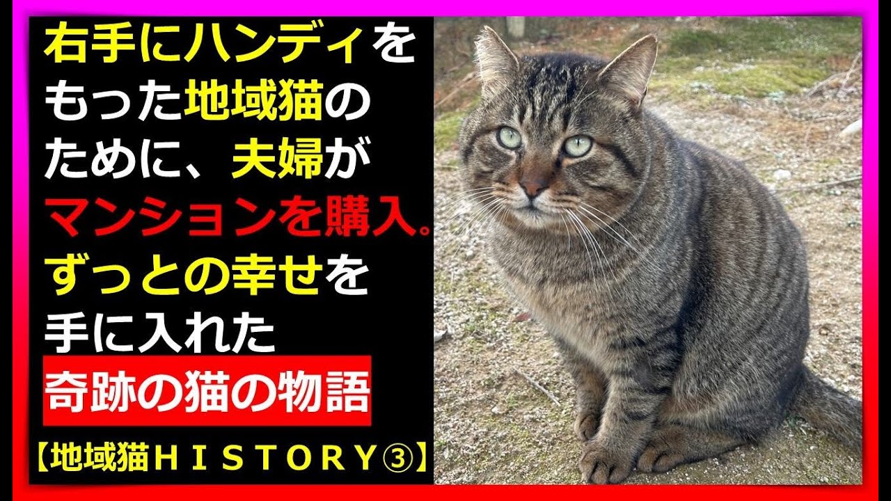 【完全版】4つの試練を乗り越え、ハンディを持った地域猫が奇跡の出会いにより家猫になる物語の完全版。捨て猫➡地域猫➡家猫になる半生を動画にしました。一部公開済の動画もあります。
