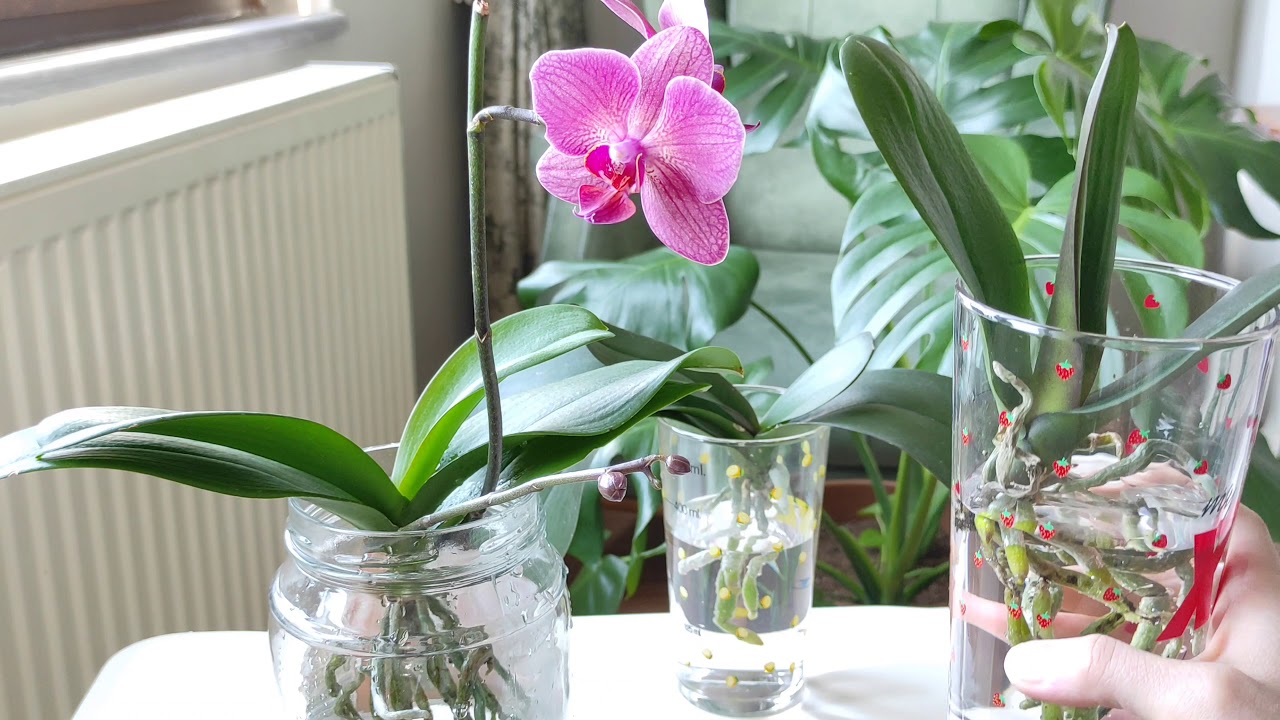 SU KÜLTÜRÜNDEKİ ORKİDEYE BESİN NASIL VERİLİR?