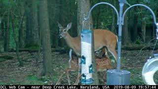 Nursing Fawns (8/9/2019)