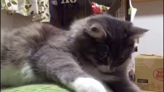 機嫌が悪い猫 ノルウェージャンフォレストキャット Cat, a bad mood. Norwegian Forest Cat.
