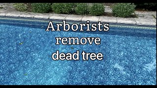 Arborists remove dead tree in Canada.