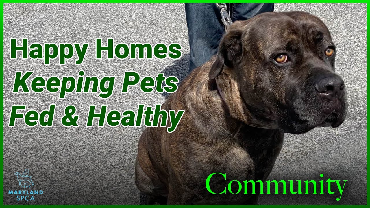 Happy Homes Keeping Pets Fed and Healthy YouTube