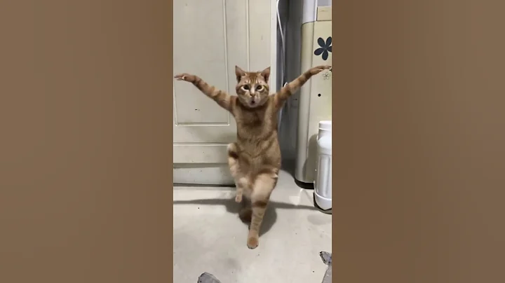 Video 11531221: clean funny cat, laugh funny cat, cat dance