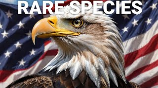 The BALD EAGLE!.How Many are Left in This World#eagles #animals