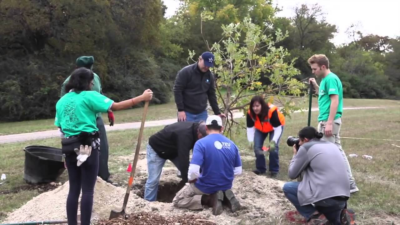 Planting Our Roots - The 200,000th Tree