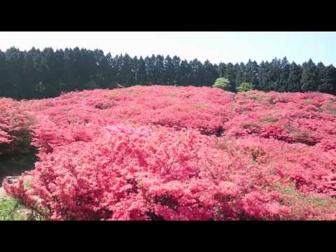 葛城山つつじ21の見頃と開花 登山コースやロープウェイは 混雑は 季節お役立ち情報局