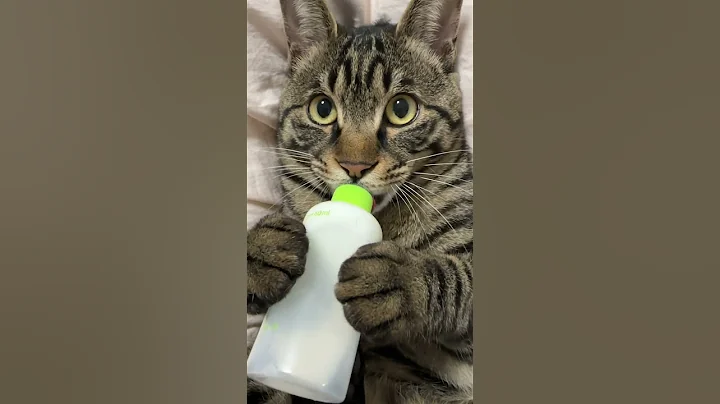 Cute Cat Drinking Milk from a Bottle Like a Baby �� #cat #trending #adorable #funny