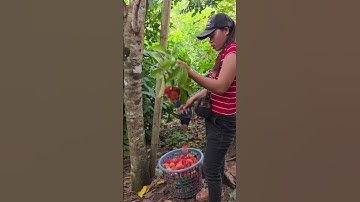 Harvesting Rambutan 😍