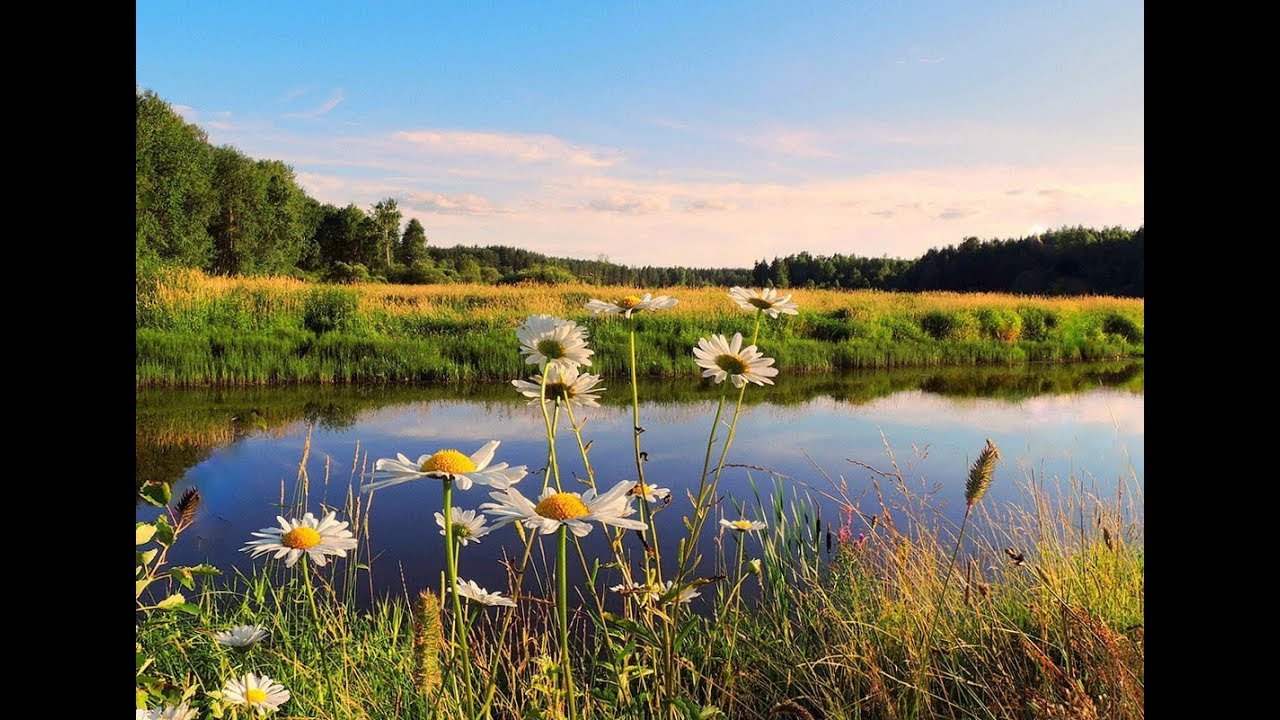 Луга за рекой славятся удивительным клевером. Луга Ростовской области. Летний пейзаж. Природа летом. Летом у реки.