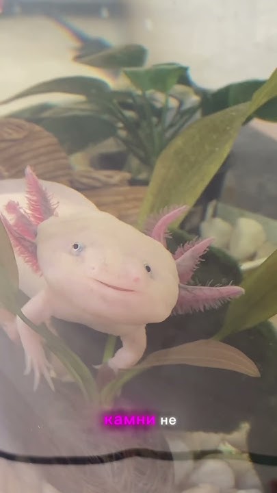 Топ-3 вещи перед покупкой аксолотля #аксолотль #axolotl - YouTube