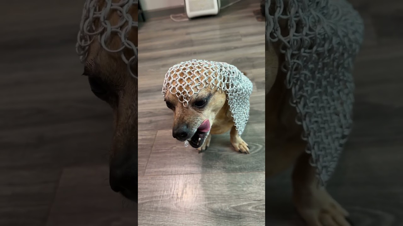 Armor up Minion #narrowayhomestead #theoneandonlyminion #dog #armor #protection #safety #comments