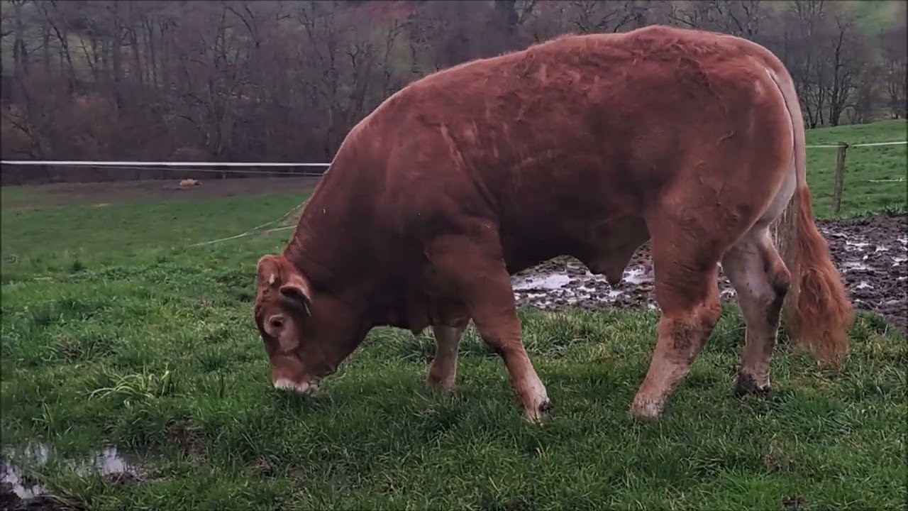 Gaec Deconchat Faure   3921   lot 23