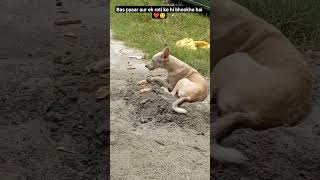 Life of a street dog ?subscribe streetdog straydogs adoptdontshop