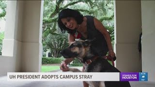 UH president adopts campus stray