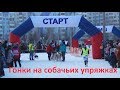 Гонки на собачьих упряжках в Нижнекамске / Dog sledding races in Nizhnekamsk