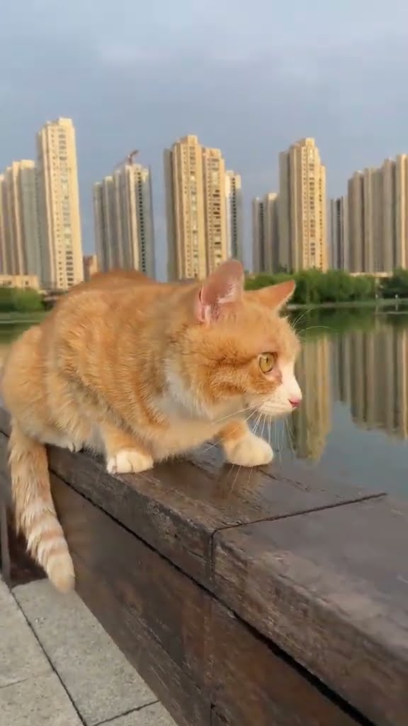 TOP DES VIDÉOS TRÈS DRÔLES LES CHATS ORANGE