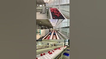 Tomato sorting packing machine,vegetable grading machine,domates işleme tesisi
