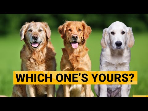 Vidéo: Les golden retrievers souffrent-ils d'ostéosarcome ?