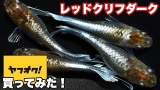 美品【Yahoo!オークション】レッドクリフダークを買ってみた！！