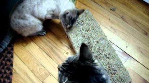 funny  cats way too much cat nip