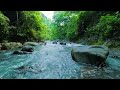 Calming Forest Ambience - River Flowing - Hidden Forest Ambience for Rest, Medicine