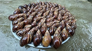 MÓN ỐC SÊN (Ốc Ma) SIÊU NHỚT| ẨM THỰC NHỮNG NGÀY MƯA GIÓ TRÊN MIỀN NÚI - Bùi Văn Trọng