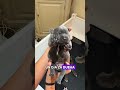 She Couldn’t Have Puppies… Until This Little Surprise Arrived#animals#Friendship #Us#dog